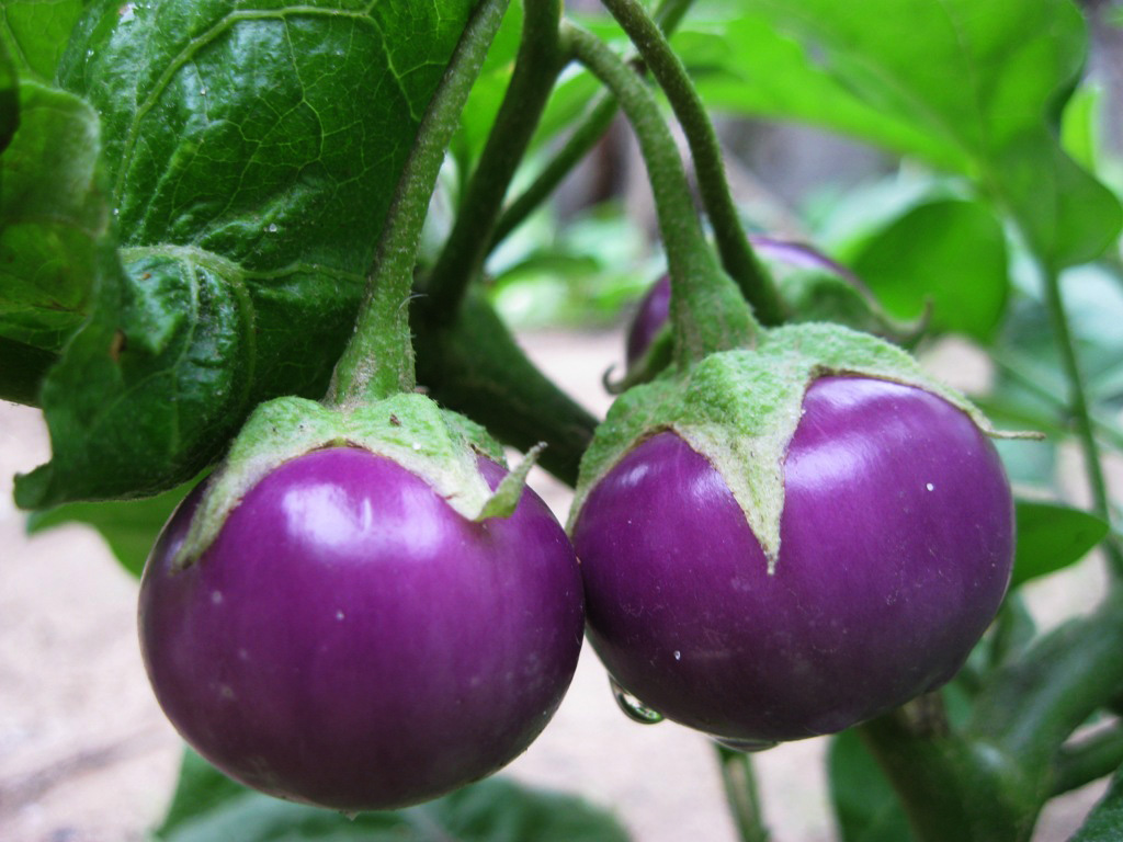 Kỹ thuật trồng cà pháo